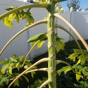 Meet your Posher, Debby